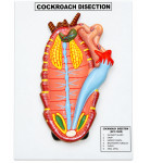 Cockroach Dissection Male Model